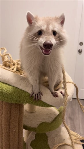 Happy Raichu 😀#happy #cuteraccoons #blonde