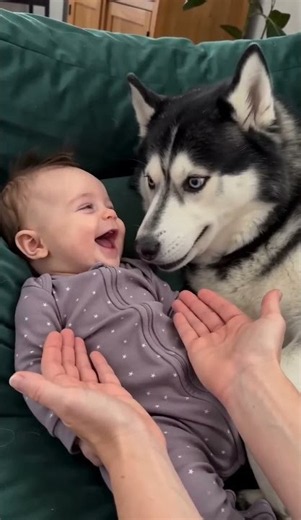 Dog and Baby: Leonard Laughs at Sheldon's Nuzzle 😂