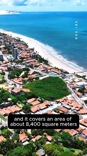 The Giant That Looks Like a Forest — Brazil’s Enormous Cashew Tree That Covers an Entire Football Field @followers | Historical Archaeology