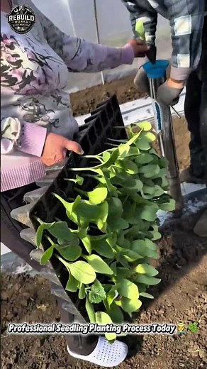 Fast Vegetable Seedling Transplanting Method 🌱🚜 #Farming #Agriculture #Gardening