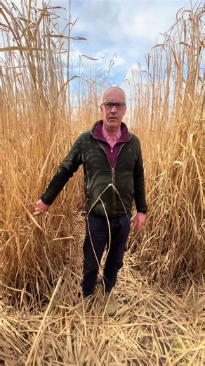 Our owner Farmer Scott explains where our new miscanthus bedding comes from! 🧡🚜 Miscanthus is an exceptional material for equine bedding, offering benefits for both horses and the environment. This fast-growing perennial grass is naturally highly absorbent, low in dust, and soft underfoot, helping to create a comfortable and hygienic stable environment. Unlike many crops, miscanthus requires little to no fertiliser, pesticides, or intensive cultivation, making it a highly sustainable choice. I