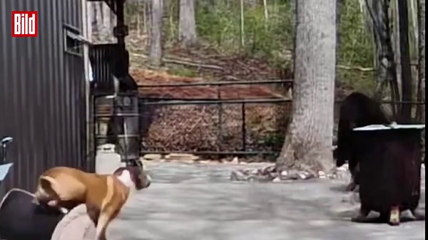 Courage mit vier Pfoten | Hunde schlagen Bären-Duo in die Flucht