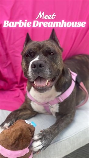 Meet Barbie Dreamhouse: she’s snuggly, she’s fabulous, and yes, she's 100% real! 3 year old Barbie is the life of the party, whether she’s trotting around proudly with a toy in her mouth, rolling over for endless butt scritches, or wiggling with joy when she meets someone new (human OR dog!). Her fosters adore her, and shared, “Barbie is an incredible specimen. She is goofy and snuggly and will be your shadow if you're missing one. She loves to be on a big couch watching TV, so we're happy to ha