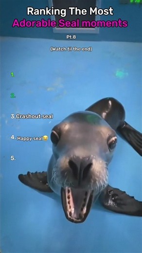 Ranking The Funniest Adorable Seal Moments Part 8 🦭 #shorts #seals #cuteanimals #animals #memes