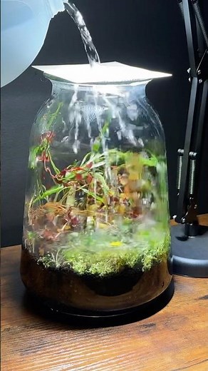 Flooding a planted vase aquarium
