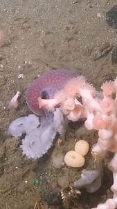 5.9K views · 471 reactions | Octopus locomotion  Like many of the...
