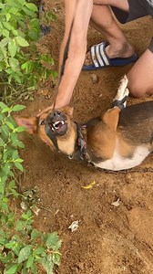 15K views · 622 reactions | GHANA DOG MEAT SURVIVORS DOG SAUVER GLOBAL Jon Cossu #dogrescue #memorialday #viral #doglife #dogmom #dogperson #tiktok #tiktokdogs #dogs #dogsarefamily #stopdogmeat #dogsarefamily #nyc #losangeles #beverlyhills #london #doglover | DOG Sauver Global | Facebook