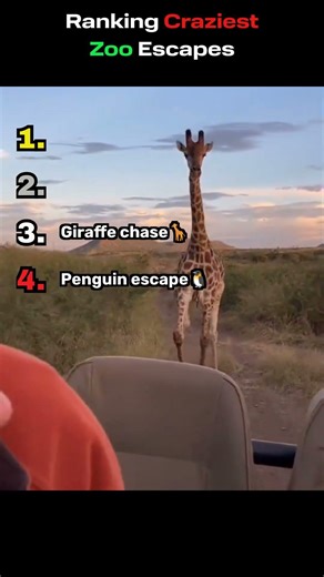 Ranking Craziest Zoo Escapes