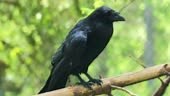 Common raven , also known as the northern raven, is a large all-black...