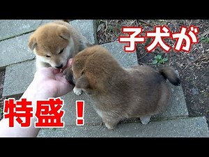 [Kyoto Shiba Inu Special Edition] Special edition of puppies!