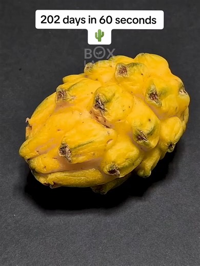 Captivating Pericallis Cineraria Flower Timelapse