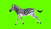 Zebra Run cycle animation, loop animation sequence with green screen