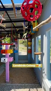 Lovebirds Colony 🤍❤️ #aviaryparrot #lovebirdslover #birdsbaby #birds #parrot #lovebirds #avicultura #aviarybirds #parrotlover | Forest Aviary