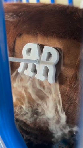 Time to freeze brand some calves… #redangus #freezebranding | RNR Farms & Red Angus