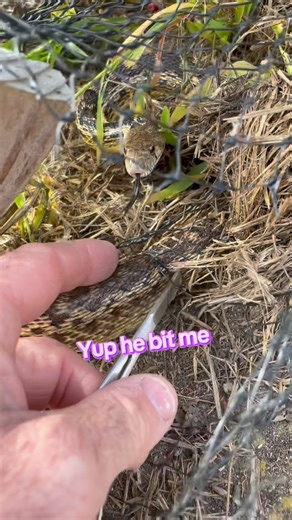 Bruce Ireland 🌟 Pro Snake Wrangler “The Snake Guy” on Instagram: "Bites are sometimes unavoidable 🐍 but well with it #greenbucketbruce #socalsnakewrangler #snake #fyp #wranglerbruce #thesnakewrangler #nature #gophersnake #rattlesnake #bruce #justcallbruce #thesnakeguy #instagram #heros #help #proud"