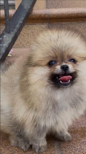 Super Cute Baby Pomeranian’s First Video Ever 😍 | So Precious!