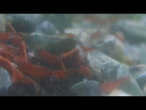 Live Cherry Shrimp Feeding and Foraging (22 Oct 2025 ) #shrimptank #shrimp #aquarium #live