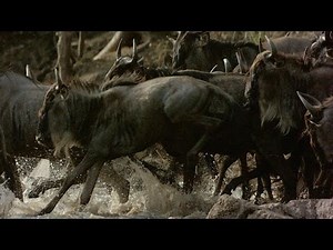 Crocodile Snatches a Wildebeest Out of the Herd