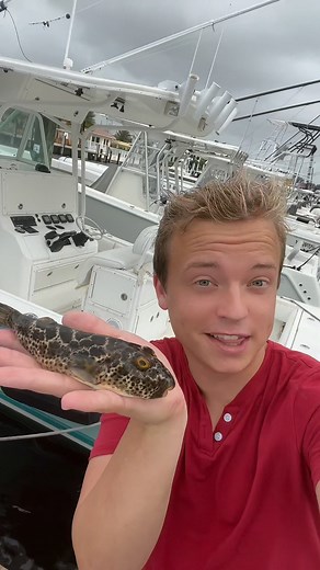 Gray Davis | Catch and Cook Pufferfish 🐡 | Instagram