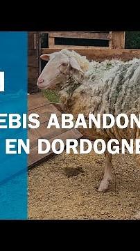 Une brebis abandonnée sauvée en Dordogne, une cagnotte ouverte pour la soigner