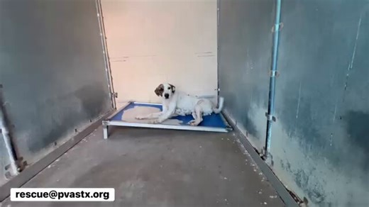 Sundae has been waiting for weeks for rescue in TX Palm Valley Edinburg💔She arrived underweight & signs of pain & mobility issues,including a limp in her left hind leg & stiffness when trying to stand up.Sundae is very afraid in the shelter😭📧rescue@pvastx.org #Pledge4Rescue🙏