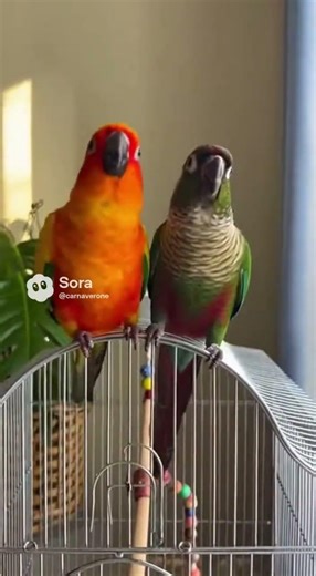 Ils ont le rythme dans les plumes