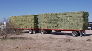 18K views · 2K reactions | HAY, good morning everyone! We want to send hugs and thank you's to every person who donated towards this load of lifesaving hay for the Salt River wild horses, entirely paid for by the public! We will make sure it gets to them! We are starting the emergency feed protocol tomorrow. Saving the Salt River wild horses, one more time. Thank you. | Salt River Wild Horse Management Group | Facebook