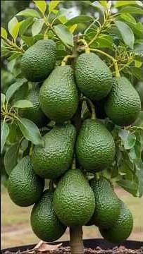 Why Your Avocado Tree Grows Slow (Fix This!)