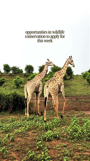 jobs in wildlife conservation to apply for this week ☁️ follow for weekly updates! #wildlifeconservation #jobs #conservationcareers #wildlifebiologist #animals