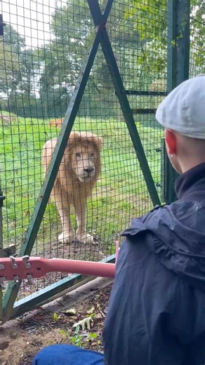 When the Lioness comes 😭❤️‍🩹 🎛️ Mix by Robthedrums Merci au Refuge de L’arche pour l’accueil 🫶 #animals #lions #lion | Plumes