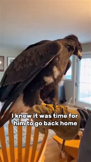 @yamatosenseii on Instagram: "The Guardian of the Skies The Alaskan wind howled through the towering Sitka spruces as Yamato, a young man of Alutiiq descent, hiked through the rugged wilderness near his home. He had spent his whole life respecting the balance of nature, but today, that balance seemed fragile. While walking along a ridge, Yamato spotted something pale nestled in the damp moss at the base of a massive hemlock tree. He looked up; nearly sixty feet above, a majestic bald eagle’s nes
