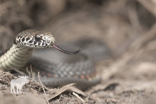 How To Get Copperhead Snakes Out Of Your Yard? — Forest Wildlife