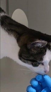 Pim the Adoptable Cat