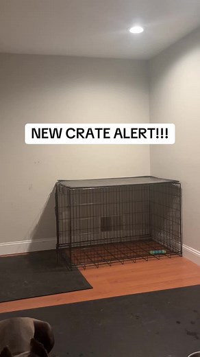 Upgrade Your Dog's Travel Experience with a New Crate