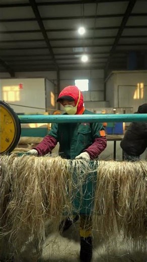 Hemp Decortication Process - to get long hemp and short hemp. #machine #retting #factory #fiber