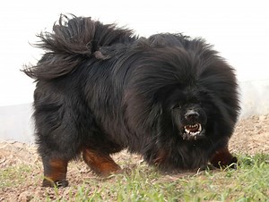 Tibetan Mastiff Dog Info, Puppies, Sale Cost, Facts, Pictures