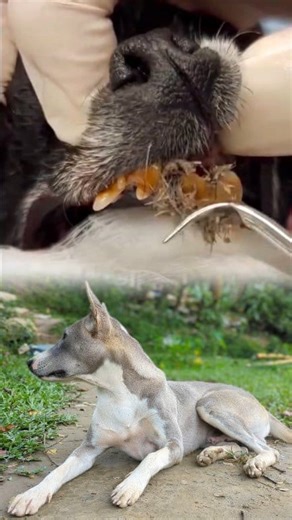 1.3M views · 6.1K reactions | Dog Teeth Cleaning: How to Keep Your Dog's Teeth Clean | Juwel comedian boys | Facebook