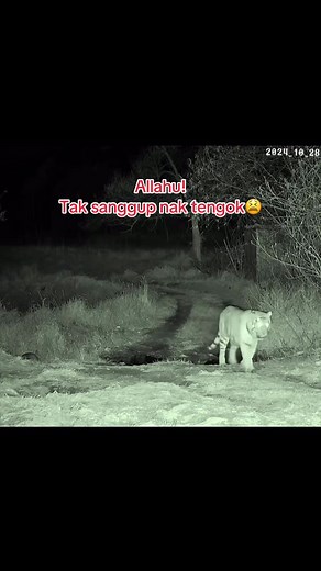 Encounters with Malayan Tigers in the Wild