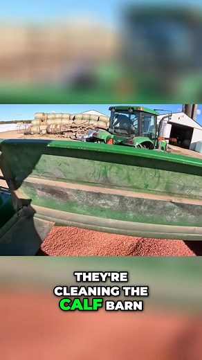 The narrator shares a day on the farm. From admiring a tree to cleaning the calf barn, they wrap up the soybean harvest, switch gears to corn, and even pick rocks. A glimpse into farm life. #FarmLife #Harvest2024 #SoybeanHarvest #CornHarvest #CalfBarn #RockPicking | Siegler Dairy Farm