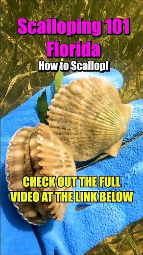 🇺🇸 BAY SCALLOPING 101, HOW TO FIND IN FLORIDA #florida #scallops