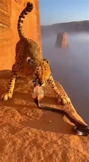 Wild Showdowns: Epic Predator Escapes & Action! 🦁🐍 #Wildlife #Nature #Animals #Epic #Survival