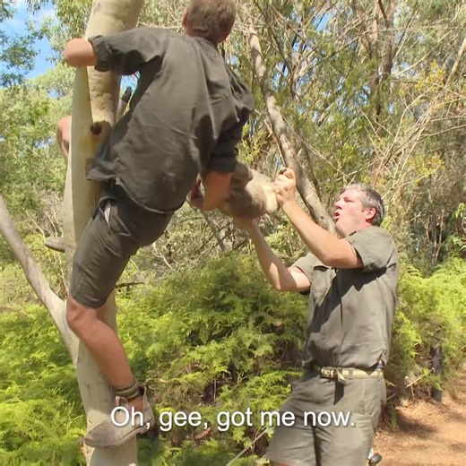 5M views · 133K reactions | Panic unleashes as Koala goes missing!  | Untamed | Facebook