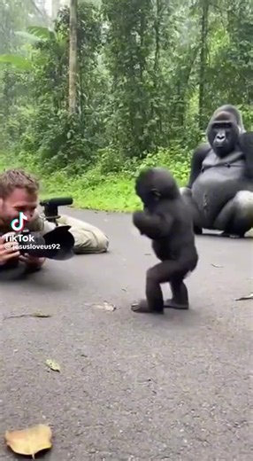 Funny Gorilla Sketches That Will Make You Laugh