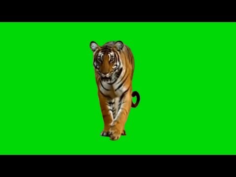 Real Tiger walking Straight towards camera Green Screen Background HD