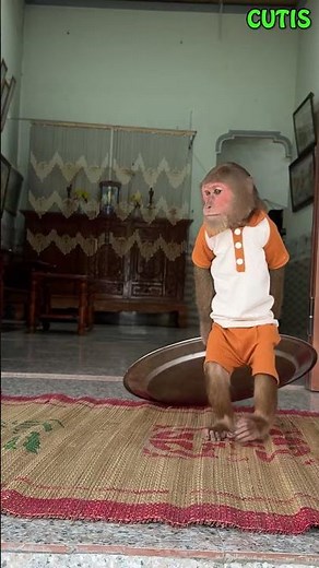 CUTIS Takes the Opportunity to Help His Family Prepare Breakfast! #cutis #monkey #animals