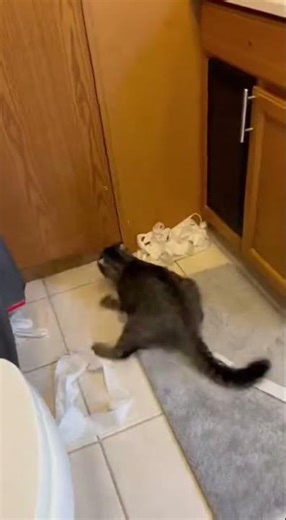Cat Goes CRAZY Destroying Toilet Paper