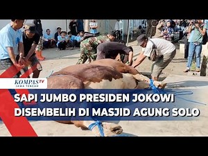 Sapi Jumbo Presiden Jokowi Disembelih di Masjid Agung Solo