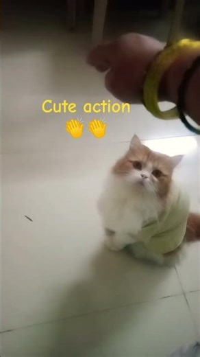 beautiful simba # cute # action # good look's # like share and subscribe tq ❤️❤️❤️
