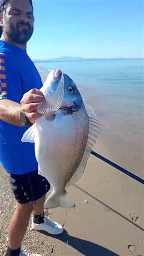orata #fishing #pesca #orata #viralfishing #lineadepesca #fish #carretesdepesca #perte