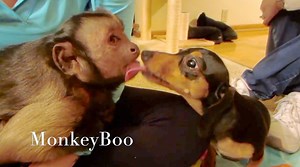 MonkeyBoo playing with some of his best puppy friends! 🙈 Who wants a play date with MonkeyBoo? ❤️ | MonkeyBoo